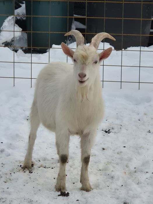 Vând țap din rasa sanen