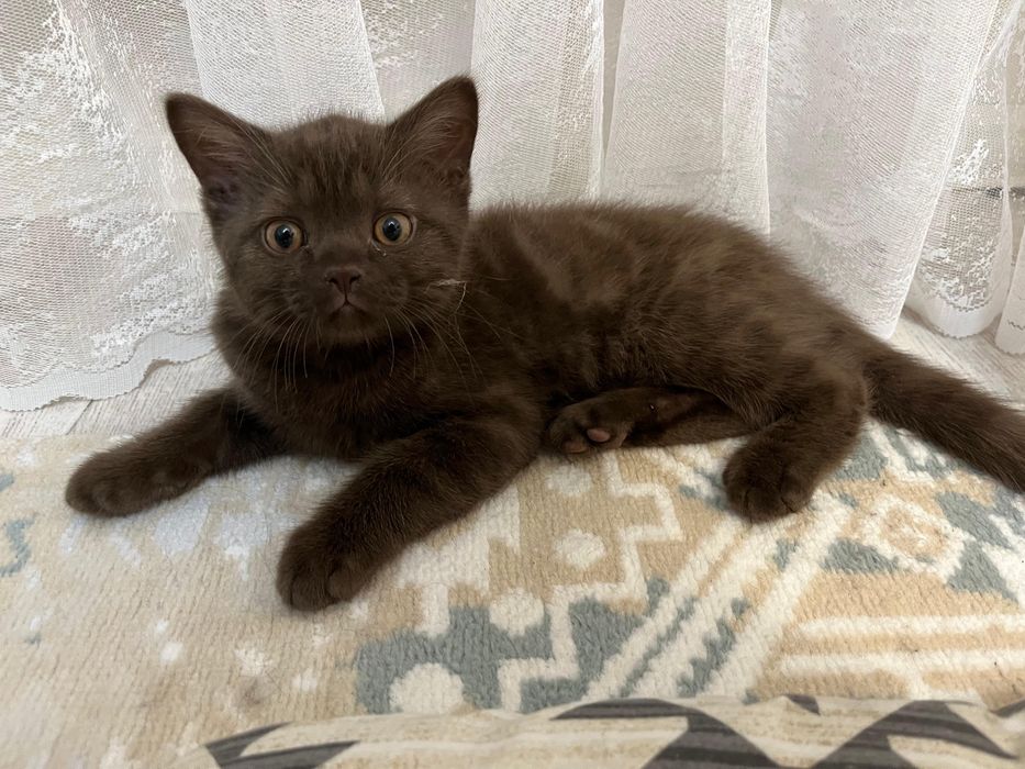 Котята Скоттиш-страйт