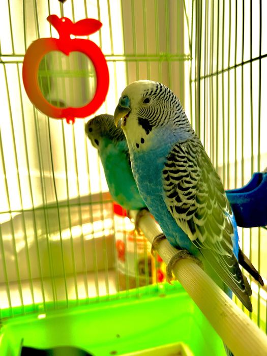 Волнистые попугаи