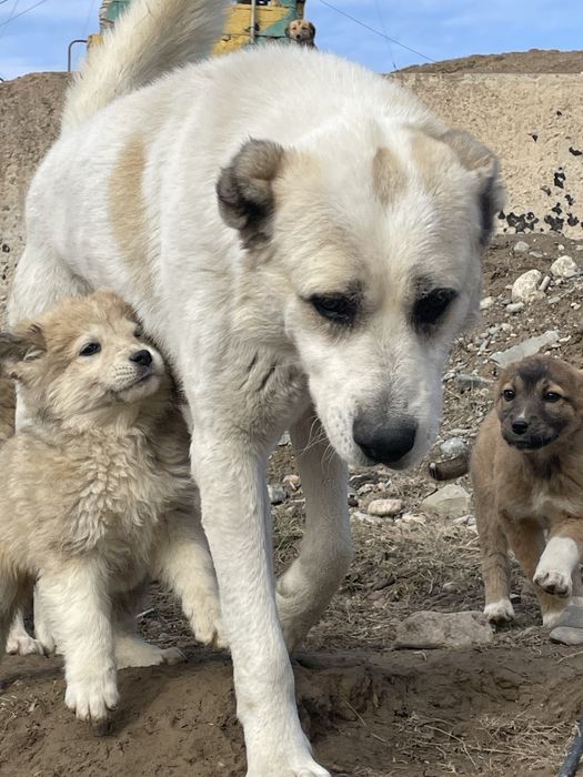 Отдам в добрые руки подросших щенков