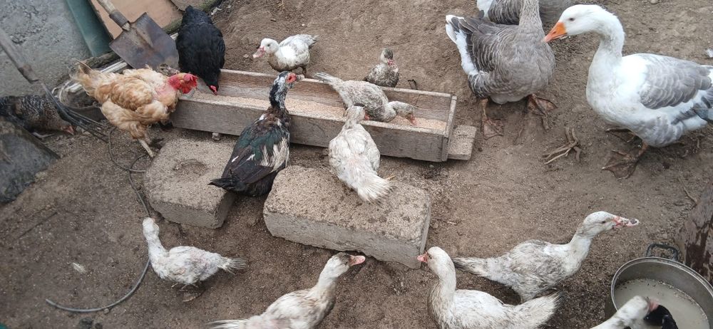 Găini, Rațe si Gâște de vânzare