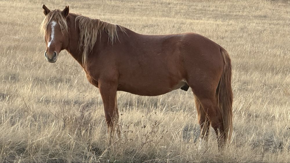 Продам жеребца, возраст 4 года.