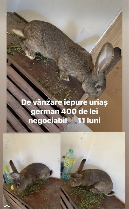 Vand iepure urias german