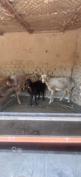 Ona bola qóylar sotlad 9 milódan kam bor bolas urģochi 1 tas qóchqorOn