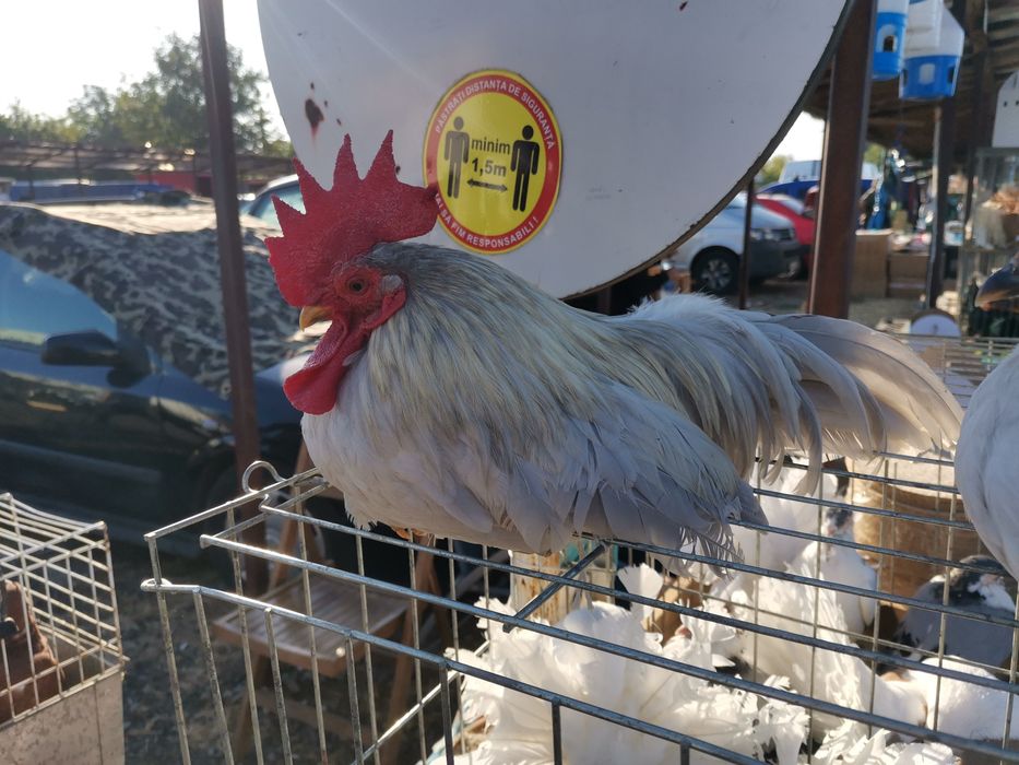 Chabo lavandă pereche