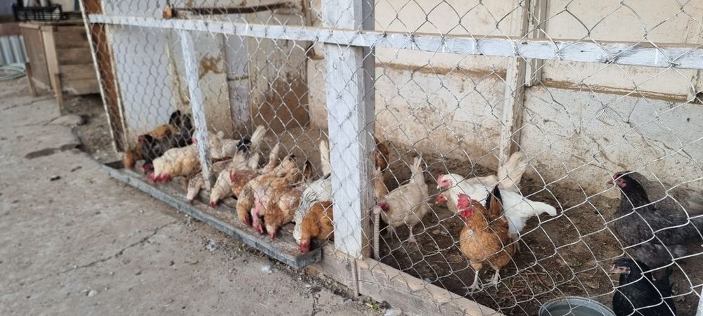 Продаются домашние куры , несушки