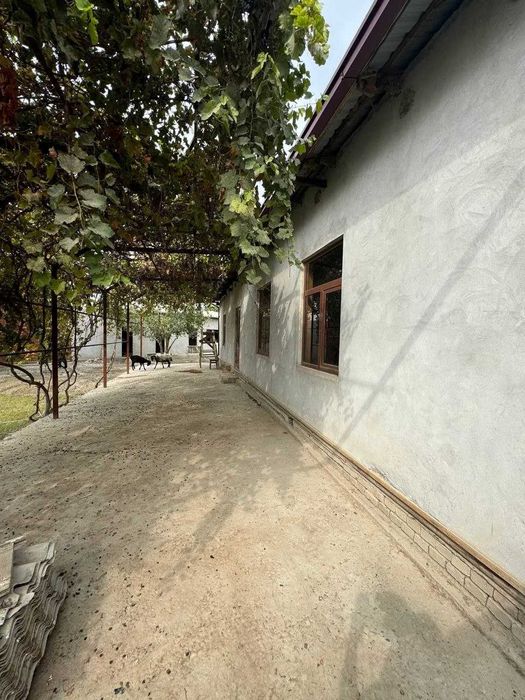 (Кармана Мохинур) Srochni  sotiladi  Karmana  Moxinur  tuyhona