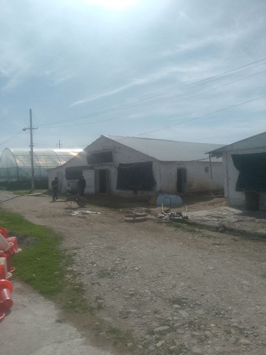 Broller Tovuq boqish uchun Tovuq hona Ijaraga beriladi