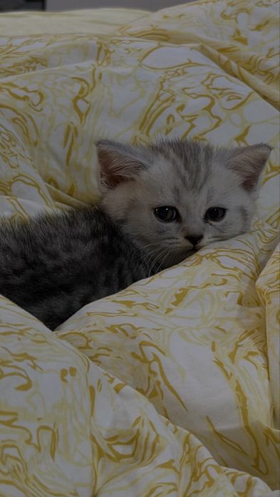 Шотландские котята