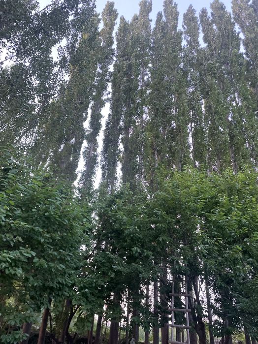Trees for money paid