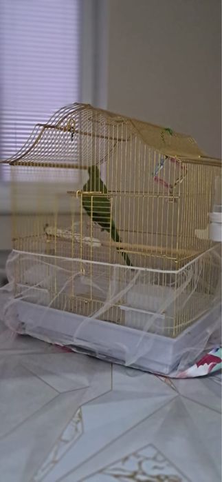 Ожереловый попугай