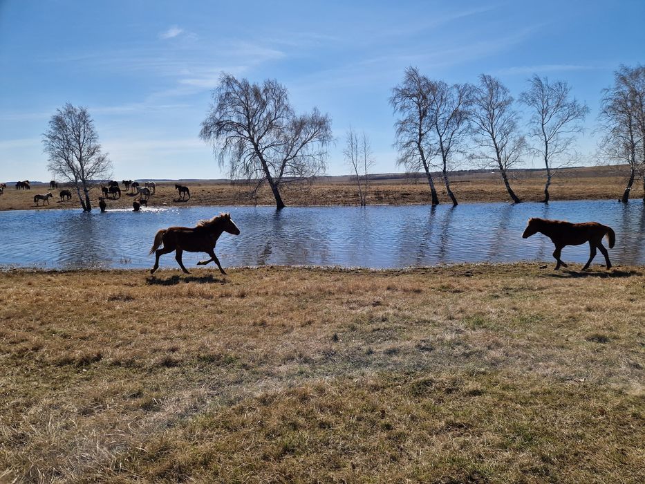 Жабағыдан тайға шықты