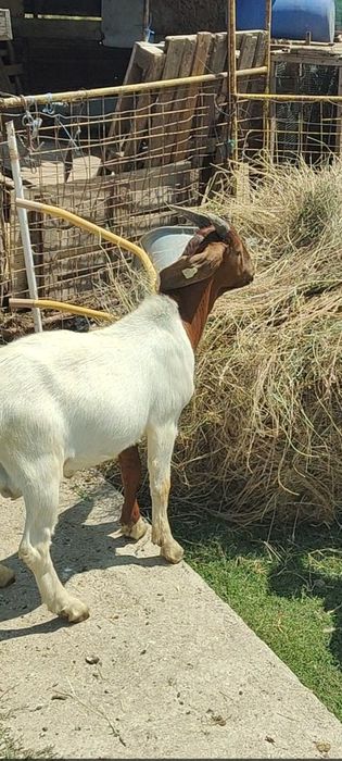 Vând iezi BOER și capre de lapte Berceni • OLX.ro
