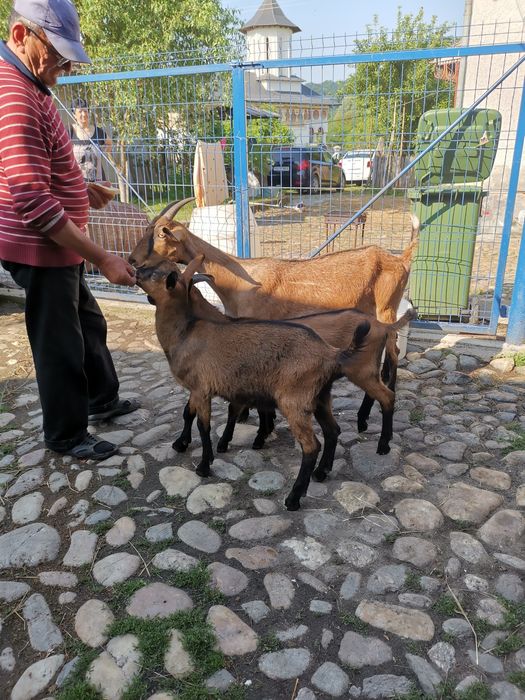 Capre Alpină de Banat
