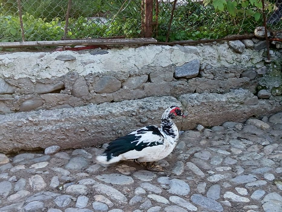 Vand sau schimb ratoi lesesc