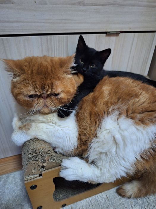 Черно коте сладко