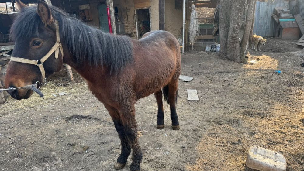 Еркек тай сатылады