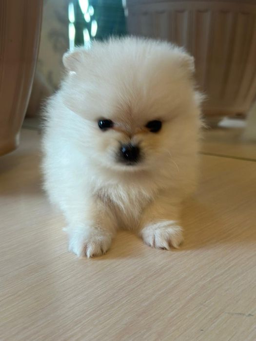 Шпиц Померанский