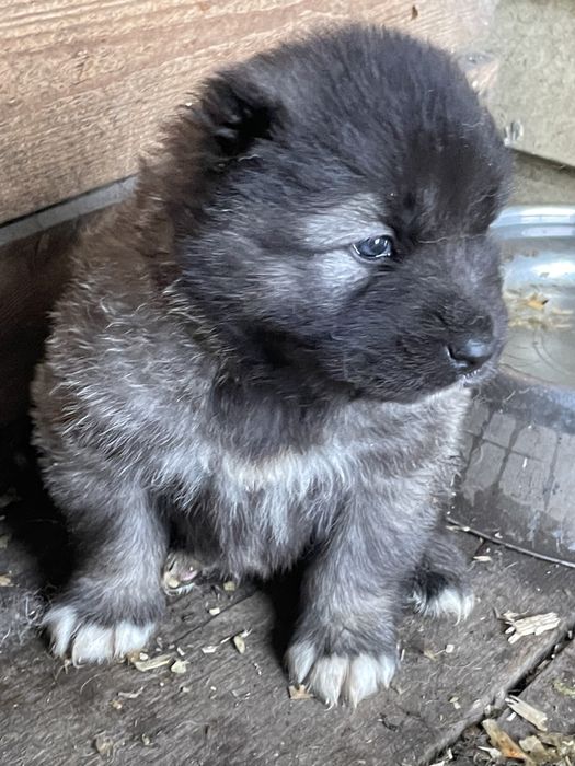 Щенки кавказской овчарки