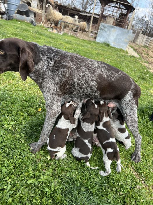 Немски късокосмест пойнтер (Курцхаар)