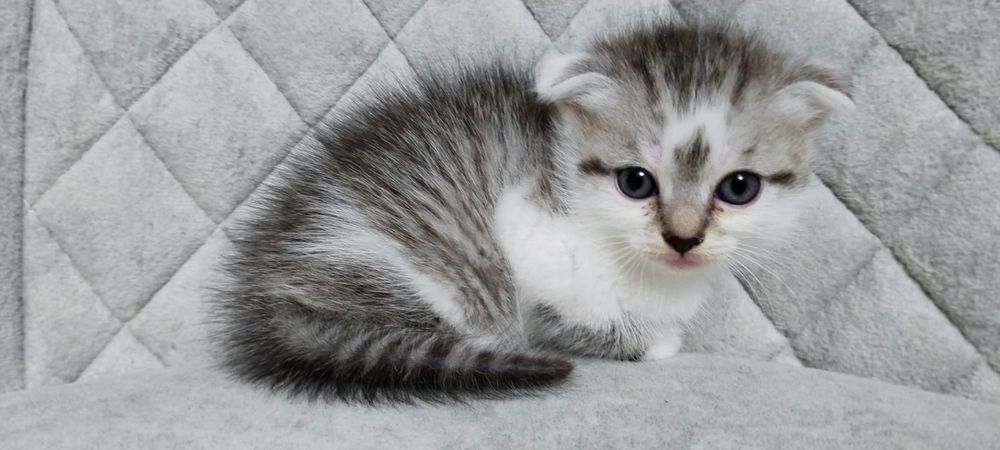 Британские котята