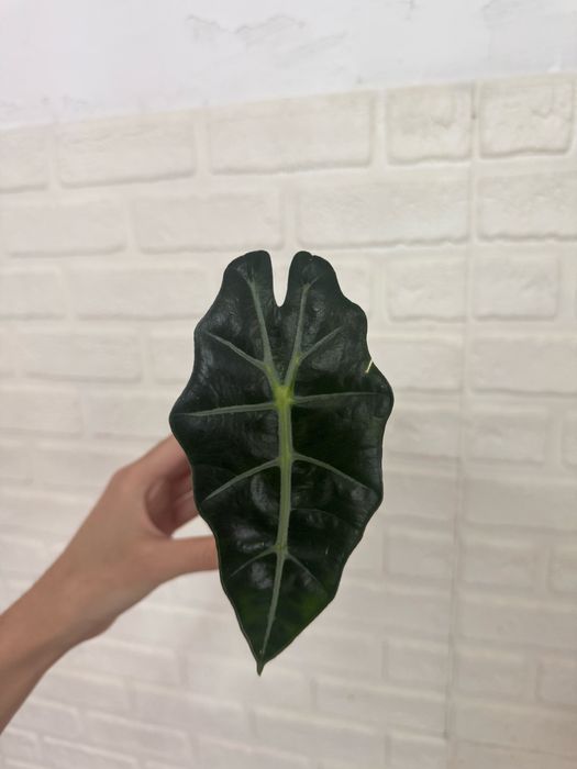 Алоказии Регал шилдс