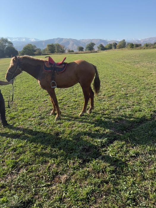Хороший конь ноги руки целые для кокпара самый раз три года в хол 1.60