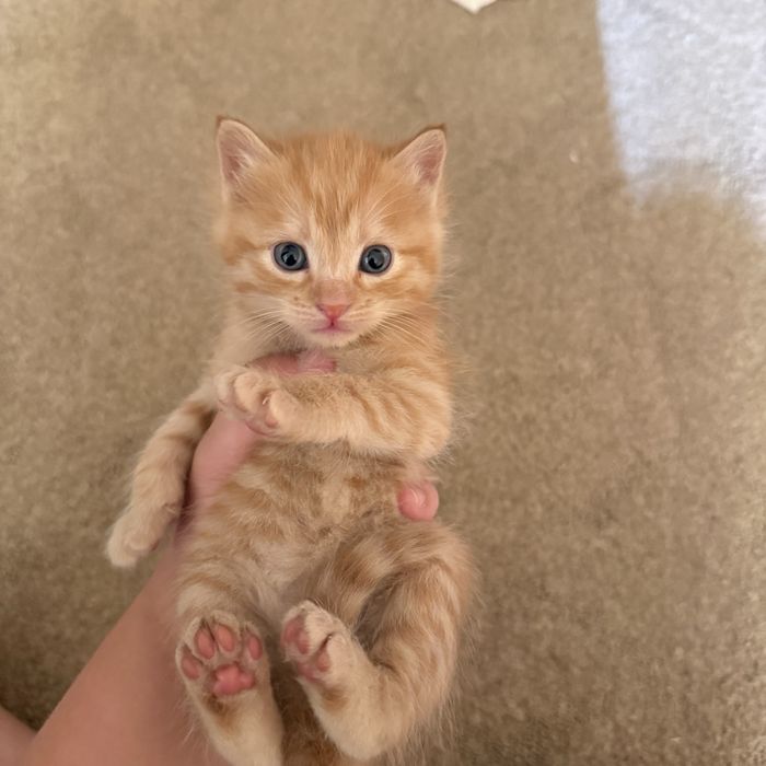 Отдаем котят в добрые руки