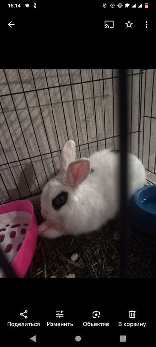 Продам кролика декоративного