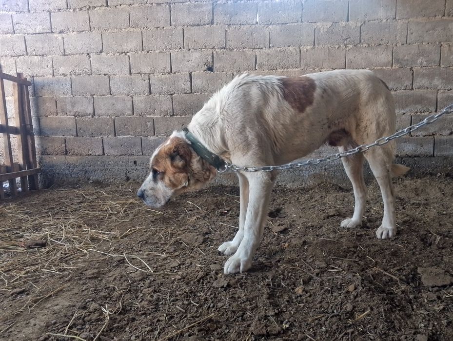 Алабай 2жасар...