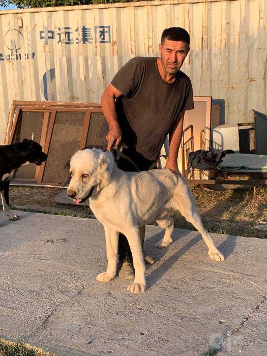Продам Алабая, 11 месяцев