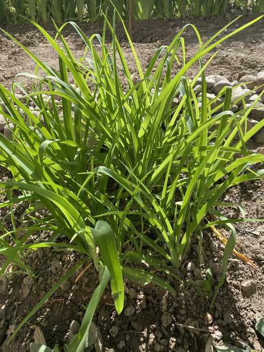 Лилейник (Hemerocallis)
