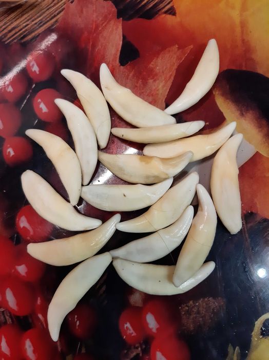 Клык волка оригинал амулет талисман оберег.