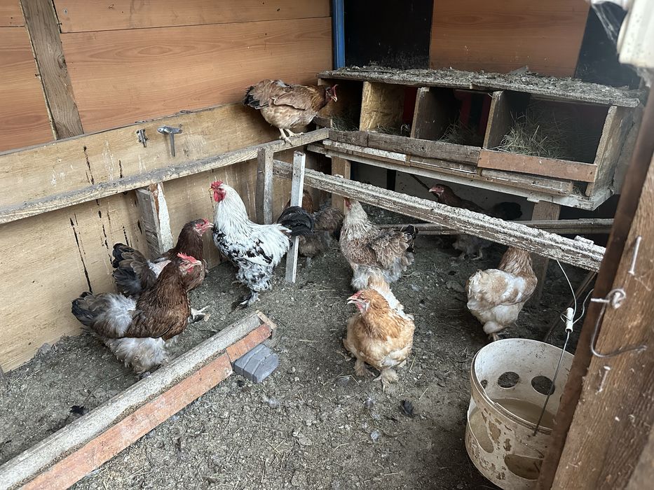Продам Кур брама