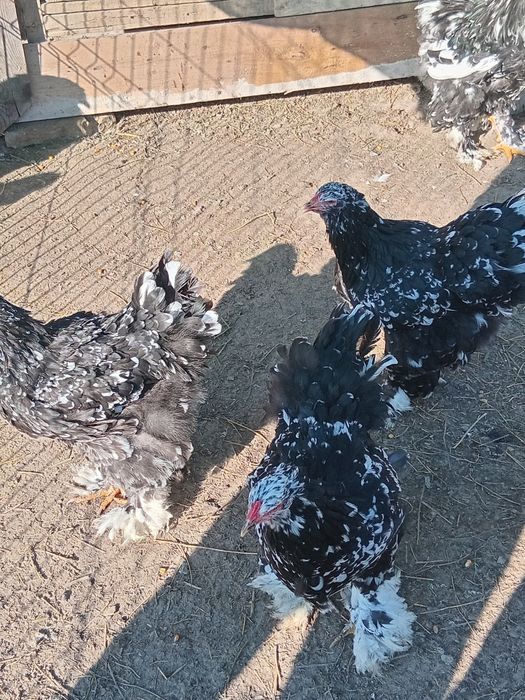 Ouă  Brahma  negru bobat