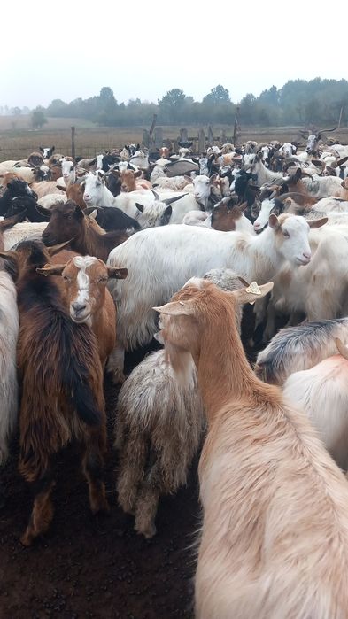 Vând sau schimb cu oi