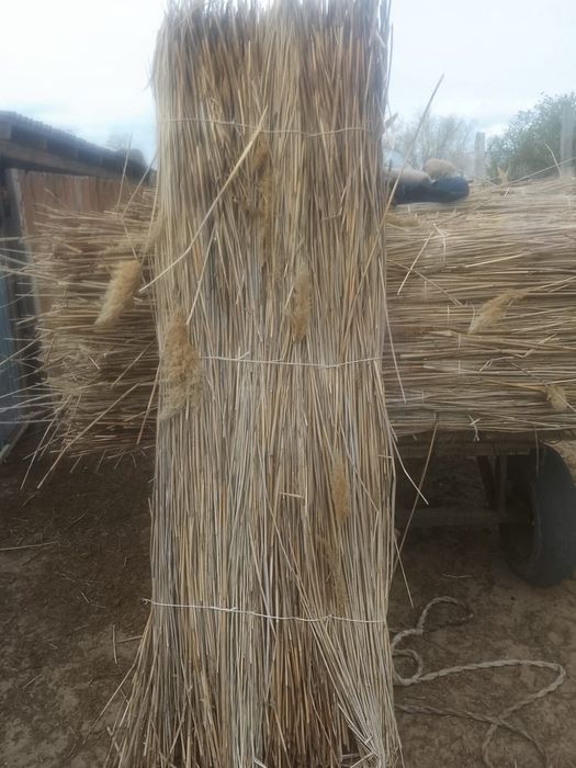 Камыс сатылады. Камыш