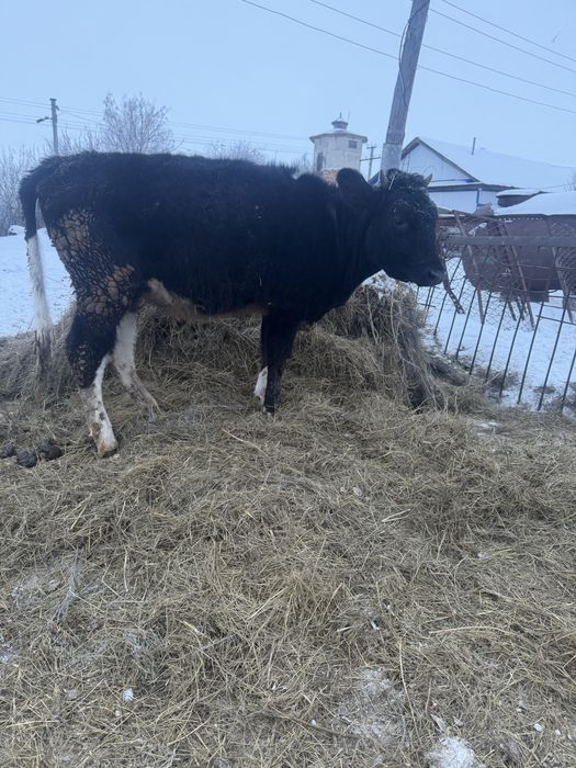 Продаются телочки