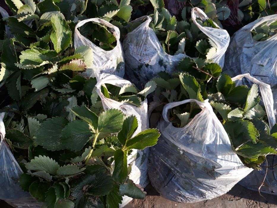 Oferta stoloni capsuni remontante