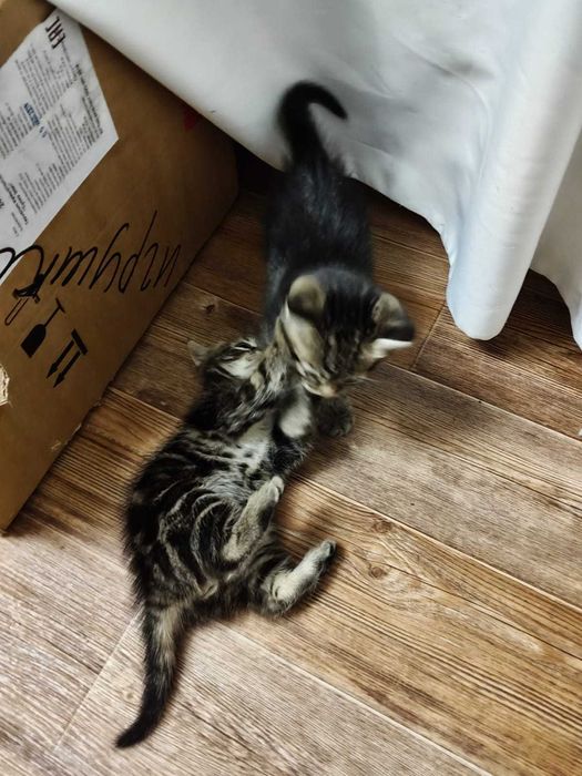 Отдам котят за три копейки