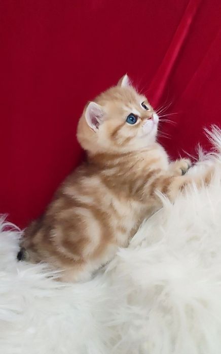 британский чистокровный мальчик золотая шиншилла мрамор