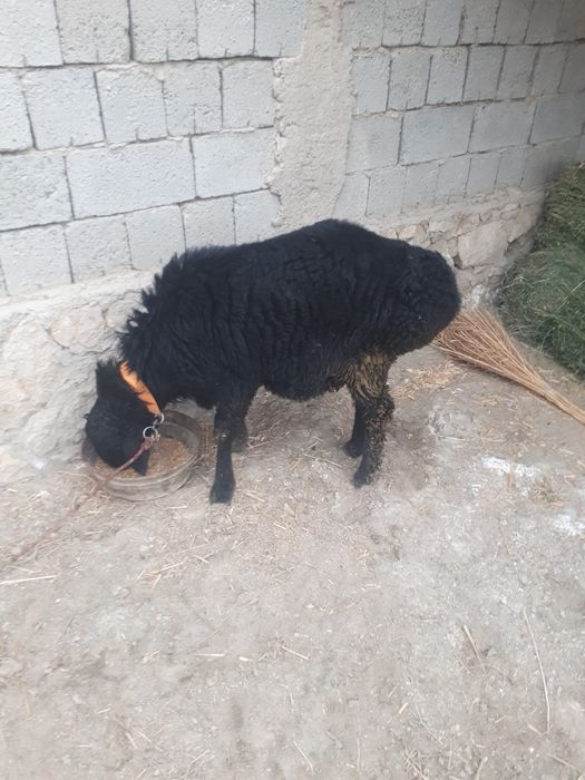 Qo'chqorlar sotiladi