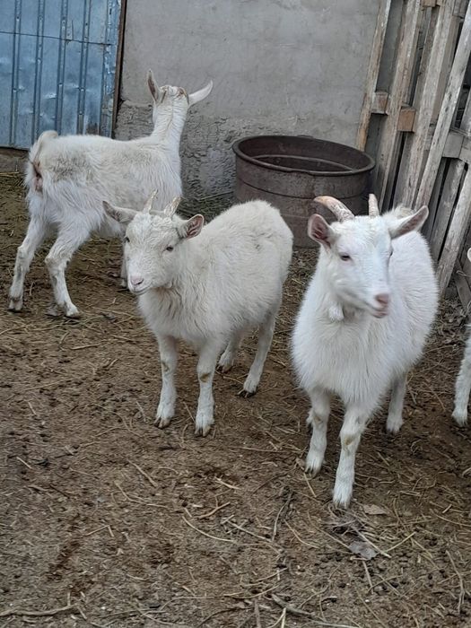 Ұрғашы тушалар сатылады