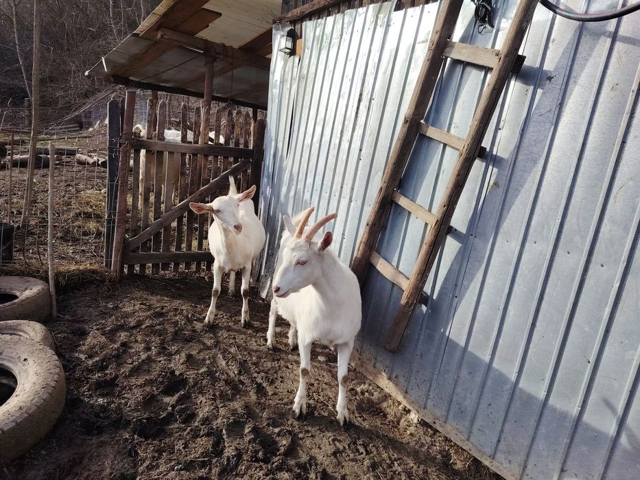 De vânzare capre/iede Saanen