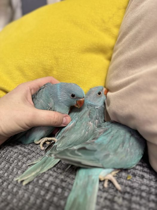 Ожереловый синий попугай