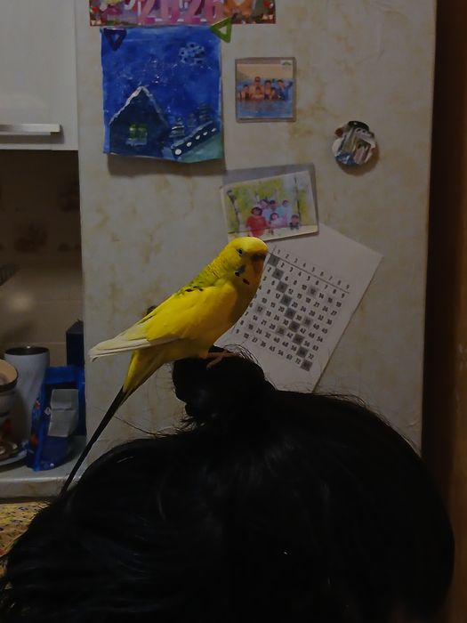 Комплект волнистых попугаев