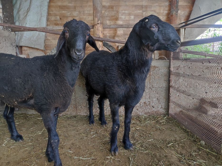 1.5 жасар қошқарлар сатылады!