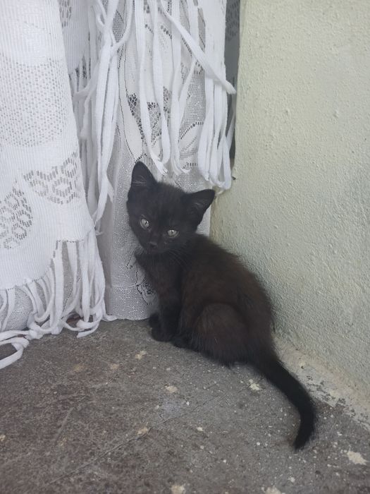 Отдам в добрые руки котят