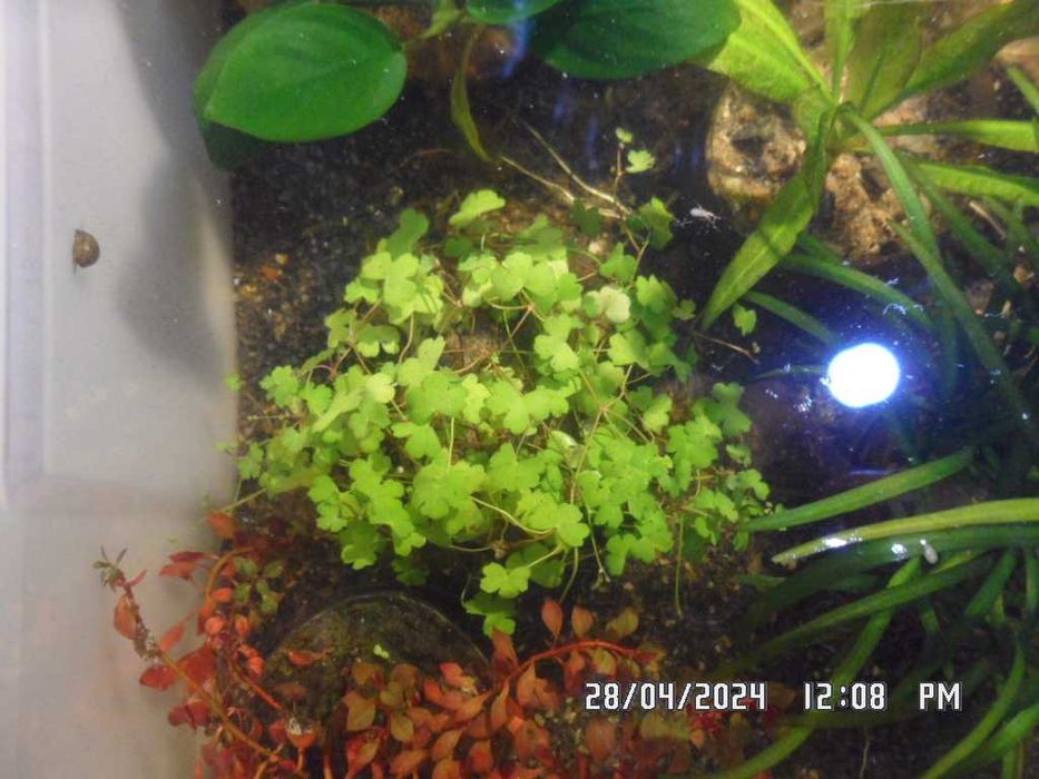 аквариумные растения