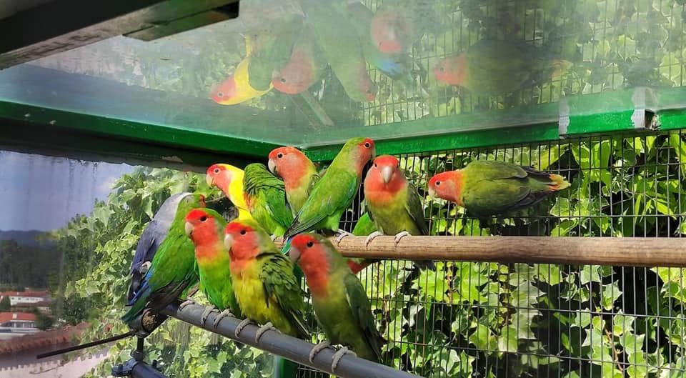 Papagali agapornis puiuti amorezi